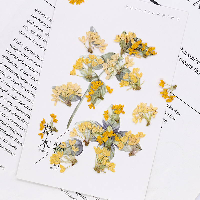 24pcs,Natural Real Pressed Flo - Dried Flower Bookmark recension och pris
